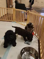 Onyx, a male Cockapoo and Poodle - Miniature  for sale in Gig Harbor, WA – 5 of 5