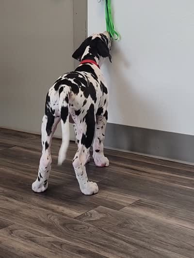 Top Quality, European Harlequin Female, a female Great Dane for sale in Gig Harbor, WA – 10 of 10