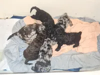 Crystal , a female Cockapoo and Poodle - Miniature  for sale in Gig Harbor, WA – 6 of 8