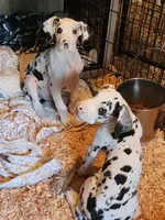 Harlequin male, a male Great Dane for sale in Gig Harbor, WA – 5 of 9