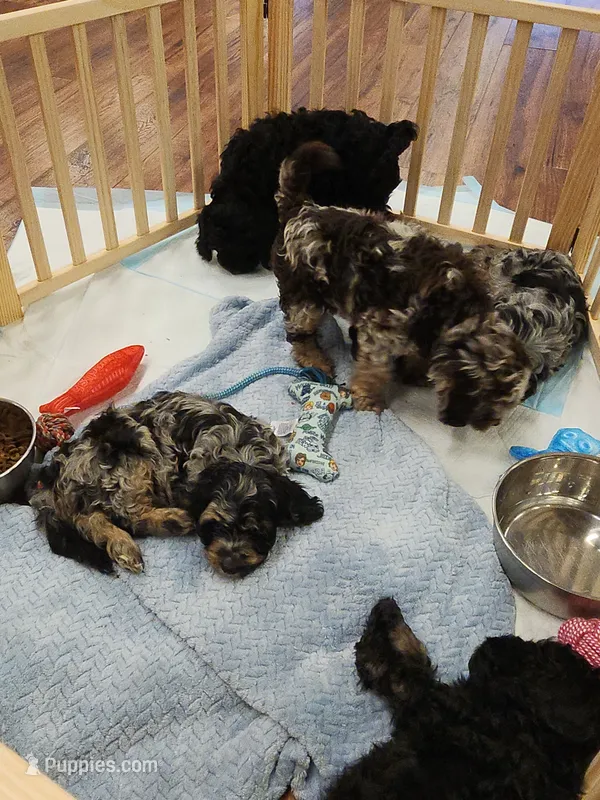 Crystal  – Cockapoo, Poodle - Miniature  puppy for sale in Gig Harbor, WA