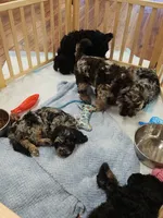Crystal , a female Cockapoo and Poodle - Miniature  for sale in Gig Harbor, WA – 1 of 8