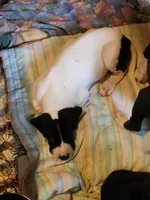 Top Quality, European piebald Female, a female Great Dane for sale in Gig Harbor, WA – 5 of 9