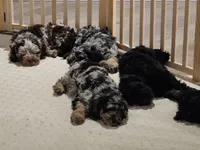 Indigo , a male Cockapoo and Poodle - Miniature  for sale in Gig Harbor, WA – 4 of 8