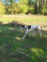 Frank, a male Great Dane for sale in Gig Harbor, WA – 5 of 5