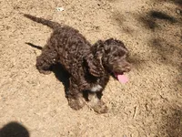 Brisket , a male Cockapoo and Poodle - Miniature  for sale in Gig Harbor, WA – 1 of 10