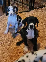 Mantle Female , a female Great Dane for sale in Gig Harbor, WA – 6 of 9