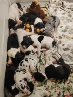 AKC TOP QUALITY EURO piebald female , a female Great Dane for sale in Gig Harbor, WA – 4 of 6