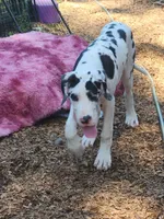AKC TOP QUALITY EUROPEAN, a female Great Dane for sale in Gig Harbor, WA – 4 of 7