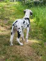 AKC TOP QUALITY EUROPEAN, a female Great Dane for sale in Gig Harbor, WA – 6 of 7
