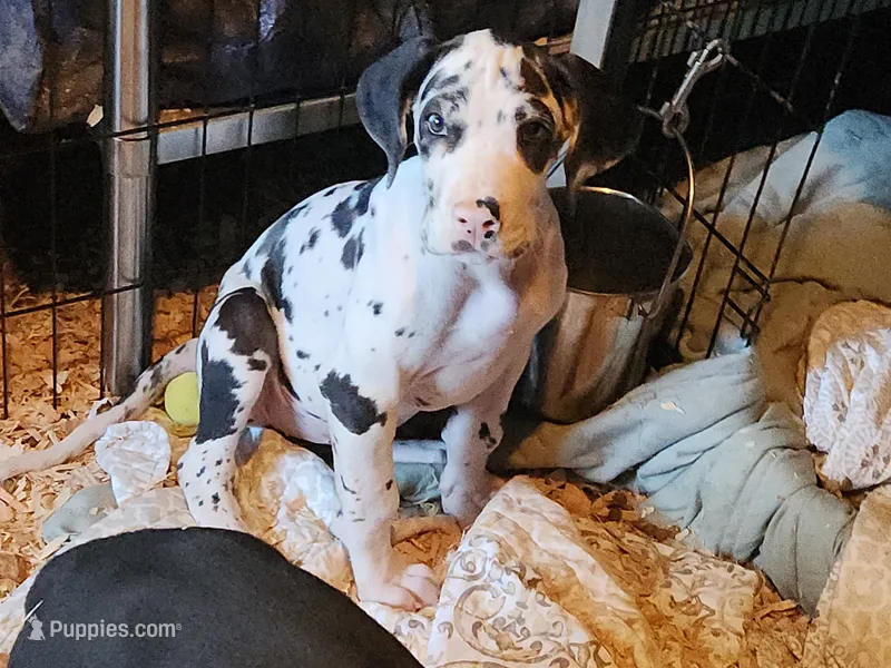 Harlequin female #2 – Great Dane puppy for sale in Gig Harbor, WA