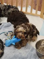 Indigo , a male Cockapoo and Poodle - Miniature  for sale in Gig Harbor, WA – 2 of 8