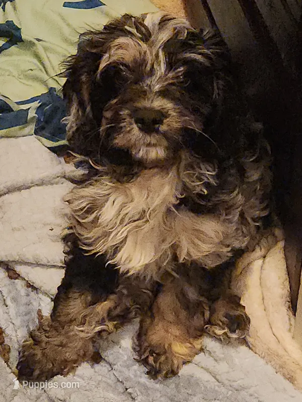 Pearl – Cockapoo, Poodle - Miniature  puppy for sale in Gig Harbor, WA