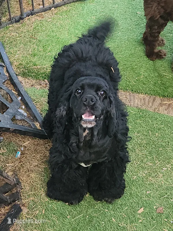 AKC CH Sired Top Quality – Cocker Spaniel puppy for sale in Gig Harbor, WA
