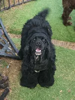 AKC CH Sired Top Quality, a male Cocker Spaniel for sale in Gig Harbor, WA – 1 of 10