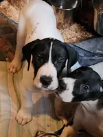 Top Quality, European piebald Female, a female Great Dane for sale in Gig Harbor, WA – 2 of 9
