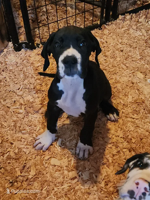 Mantle Female  – Great Dane puppy for sale in Gig Harbor, WA