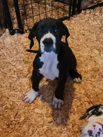 Mantle Female , a female Great Dane for sale in Gig Harbor, WA – 1 of 9