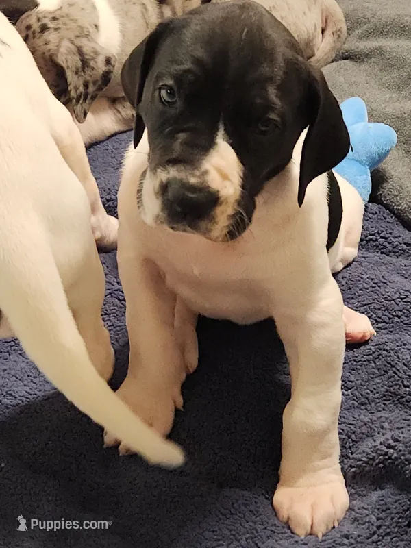 Top Quality Euro  – Great Dane puppy for sale in Gig Harbor, WA