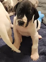 Top Quality Euro , a female Great Dane for sale in Gig Harbor, WA – 1 of 4