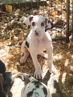 Harlequin male, a male Great Dane for sale in Gig Harbor, WA – 6 of 9
