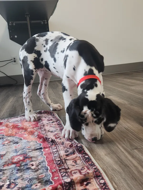 Top Quality, European Harlequin Female, a female Great Dane for sale in Gig Harbor, WA – 1 of 10