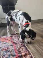 Top Quality, European Harlequin Female, a female Great Dane for sale in Gig Harbor, WA – 1 of 10