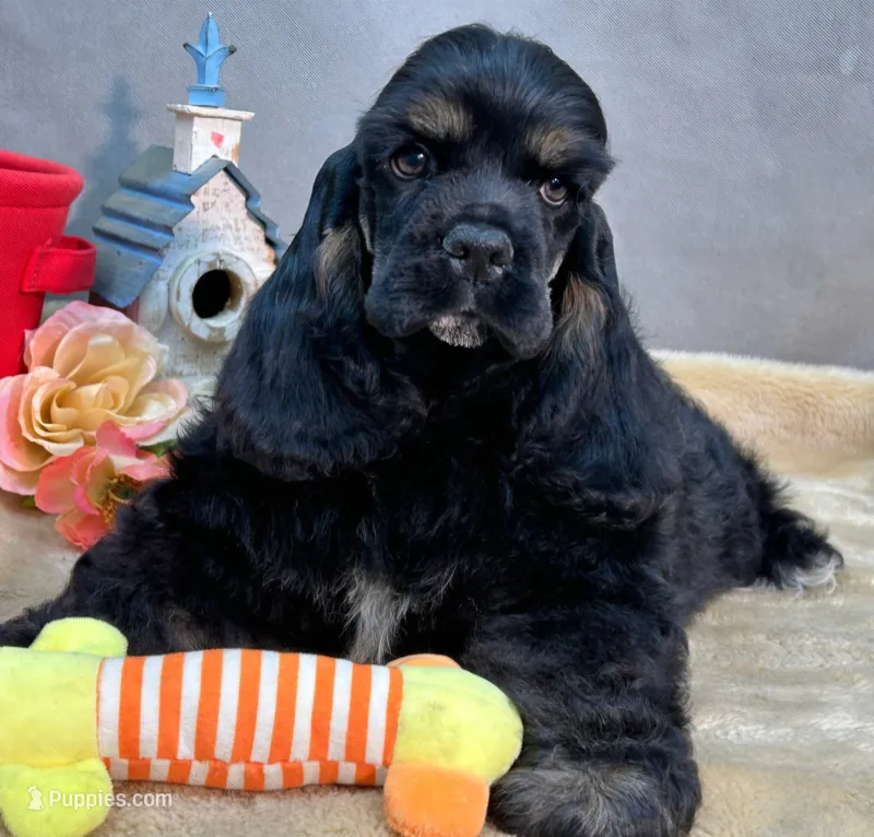 AKC CH Sired Top Quality – Cocker Spaniel puppy for sale in Gig Harbor, WA