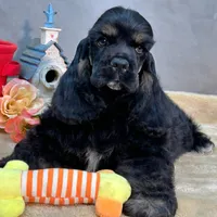 AKC CH Sired Top Quality, a male Cocker Spaniel for sale in Gig Harbor, WA – Photo 3 of 10