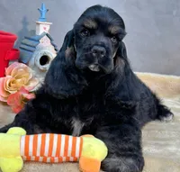 processed/aecc0d79-5199-4a0f-b14a-f40bb22e8651/listing/d1ad22aa-a34f-43c1-b6c9-0ad70bf404e7/078c2c95-72a7-4f0d-b9e1-79c3498bd343