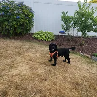 AKC CH Sired Top Quality, a male Cocker Spaniel for sale in Gig Harbor, WA – Photo 9 of 10