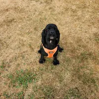 AKC CH Sired Top Quality, a male Cocker Spaniel for sale in Gig Harbor, WA – Photo 10 of 10