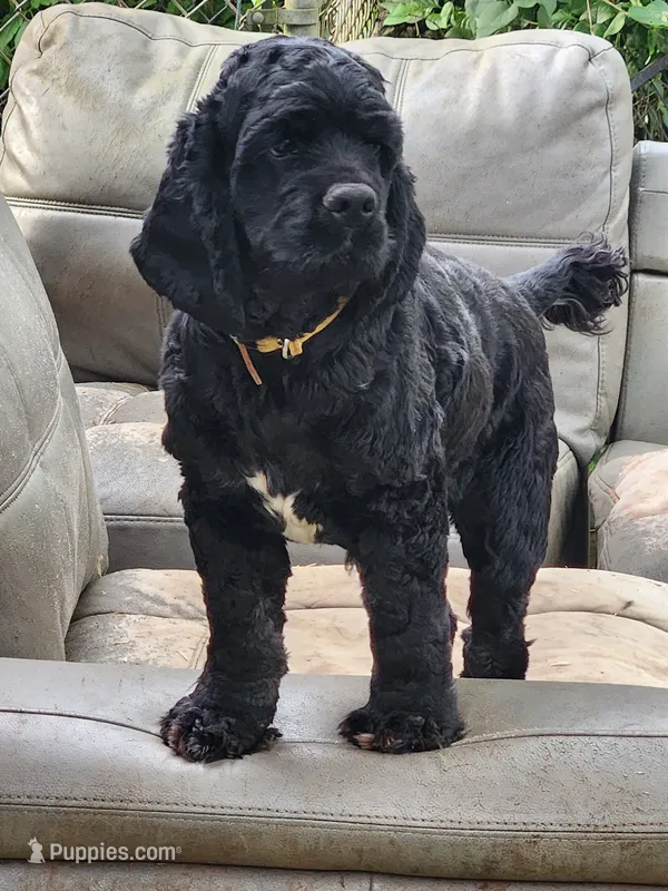 AKC CH Sired Top Quality