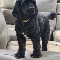 AKC CH Sired Top Quality, a male Cocker Spaniel for sale in Gig Harbor, WA – Photo 1 of 10