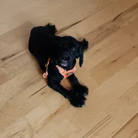 AKC CH Sired Top Quality, a male Cocker Spaniel for sale in Gig Harbor, WA – Photo 8 of 10