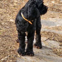 AKC CH Sired Top Quality, a male Cocker Spaniel for sale in Gig Harbor, WA – Photo 2 of 10