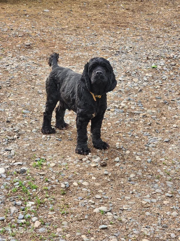 AKC CH Sired Top Quality – Cocker Spaniel puppy for sale in Gig Harbor, WA