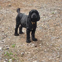 AKC CH Sired Top Quality, a male Cocker Spaniel for sale in Gig Harbor, WA – Photo 7 of 10