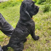 AKC CH Sired Top Quality, a male Cocker Spaniel for sale in Gig Harbor, WA – Photo 4 of 10
