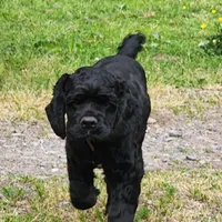 AKC CH Sired Top Quality, a male Cocker Spaniel for sale in Gig Harbor, WA – Photo 6 of 10