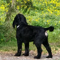AKC CH Sired Top Quality, a male Cocker Spaniel for sale in Gig Harbor, WA – Photo 5 of 10