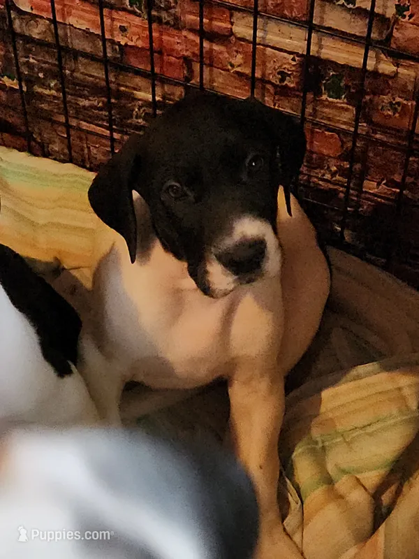 AKC TOP QUALITY EURO piebald female  – Great Dane puppy for sale in Gig Harbor, WA