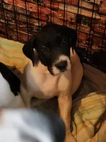 AKC TOP QUALITY EURO piebald female , a female Great Dane for sale in Gig Harbor, WA – 1 of 6
