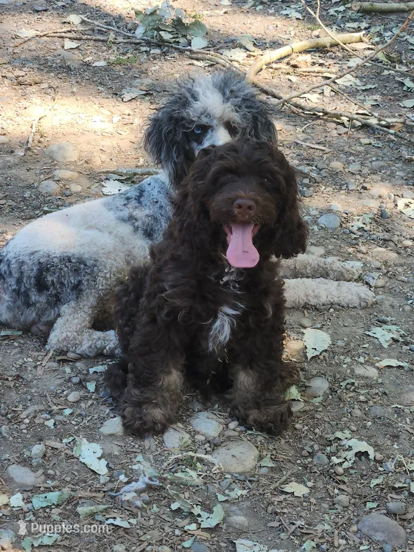 Top Quality Cockapoo! – Cockapoo, Poodle - Miniature  puppy for sale in Gig Harbor, WA