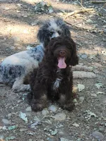 Chip, a male Cockapoo and Poodle - Miniature  for sale in Gig Harbor, WA – 2 of 10