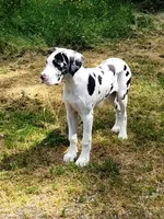 AKC TOP QUALITY EUROPEAN, a female Great Dane for sale in Gig Harbor, WA – 2 of 7