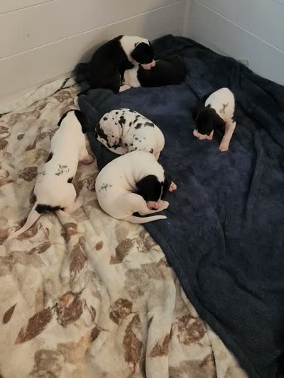 AKC TOP QUALITY , a female Great Dane for sale in Gig Harbor, WA – 2 of 2