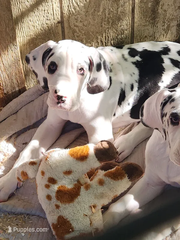 European Top Quality Harlequin Male – Great Dane puppy on hold in Gig Harbor, WA