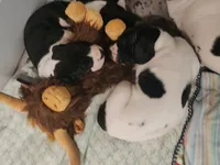 Top Quality Euro , a female Great Dane for sale in Gig Harbor, WA – 2 of 4