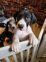 Top Quality, European mantle Female #2, a female Great Dane for sale in Gig Harbor, WA – 4 of 6